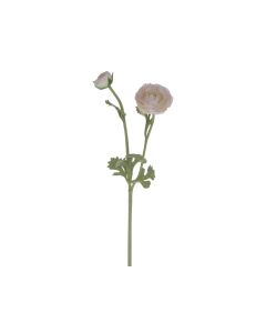 Fleur Ranunculus