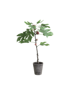 Fleur Fig Tree in ceramic planter