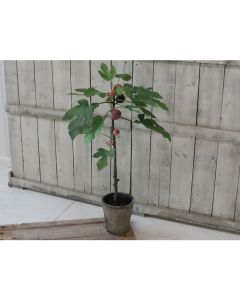 Fleur Fig Tree in ceramic planter