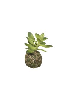 Fleur Succulent w. moss ball