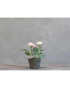 Fleur Ranunculus in old ceramic pot