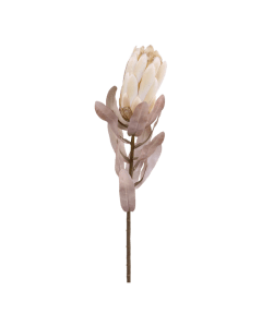 Fleur Protea Flower