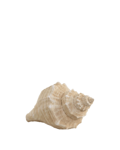 Conch