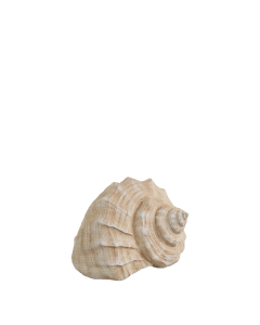 Conch