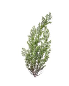 Decoration Cypress branch 10x10x100 cm - pcs