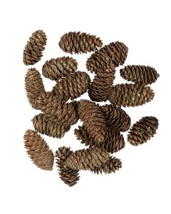 Decoration pine cones (15) ? 3x7 cm - set (15)