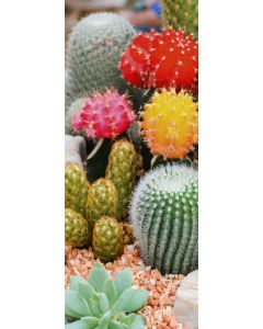 Banner Cactus 75 cm x 180 cm