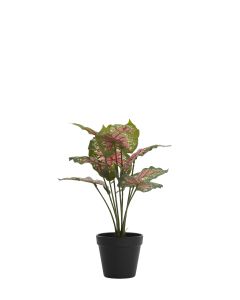 Potted ornament 40x35x40 cm CALADIUM green/red