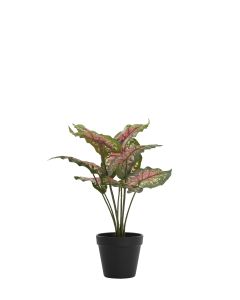 Potted ornament 40x35x40 cm CALADIUM green/red