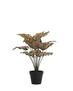 Potted ornament 45x45x45 cm CALADIUM green/red