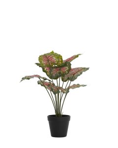 Potted ornament 45x45x45 cm CALADIUM green/red