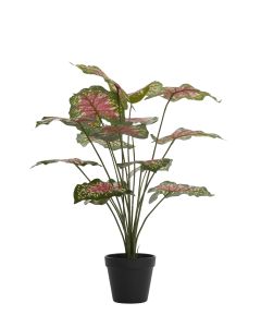 Potted ornament 55x50x55 cm CALADIUM green/red