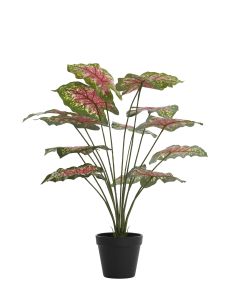 Potted ornament 55x50x55 cm CALADIUM green/red