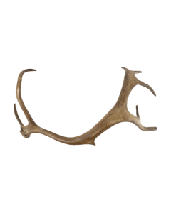 Antler reindeer (rangifer tarandus) 45cm
