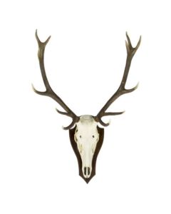 trophy skull red deer (pallet) (cervus elaphus linnaeus)