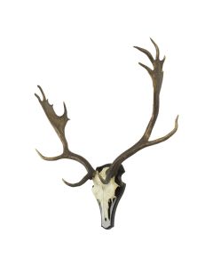 Trophy skull fallow deer (pallet) (dama dama)