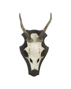 trophy skull roebuck on wood 20cm (capreolus capreolus)