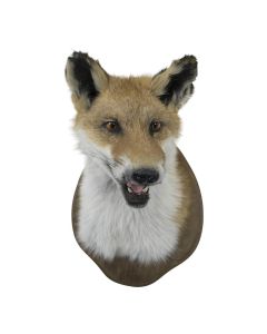 Trophy fox 113cm (vulpes vulpes)
