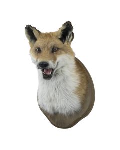 Trophy fox 113cm (vulpes vulpes)