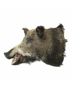 Trophy wild boar 60cm (sus scrofa)