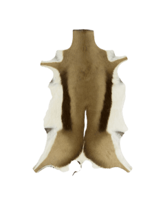 fur springbok 90cm (antidorcas marsupialis) (only EU)