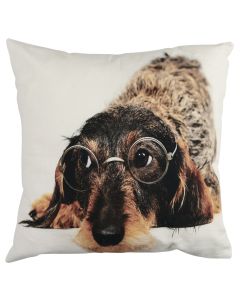 canvas cushion humour wire haired dachshund glasses 50x50cm