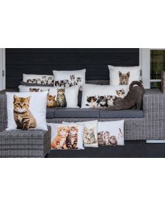canvas cushion kittens 35x50cm