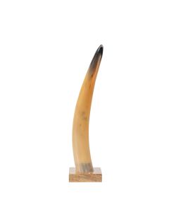 Horn on wood 35cm (bison bison)