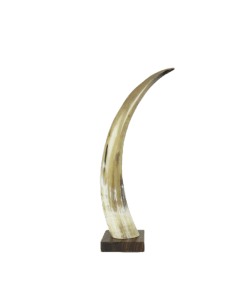 horn on wood 45cm (bison bison)