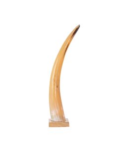 Horn on wood 55cm (bison bison)