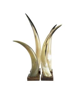 Horn on wood 65cm (bison bison)