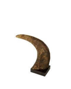 horn on wood buffalo 25cm (bison bison)
