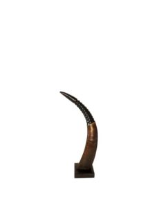 Horn on wood rib 30cm (bubalus bubalis)