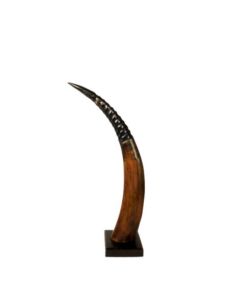 Horn on wood rib 45cm (bubalus bubalis)