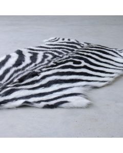 fur goat zebra (capra aegagrus hircus)
