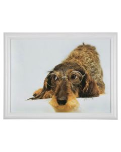 laptray humour wire haired dachshund 43cm