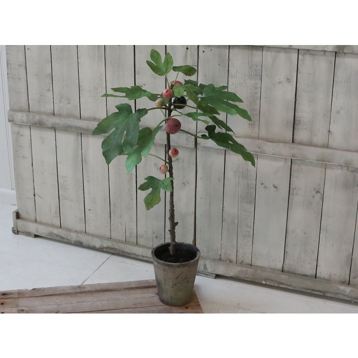 Fleur Fig Tree in ceramic planter