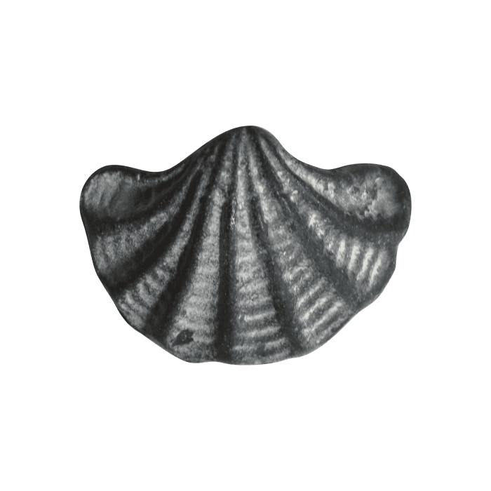 Knob shell