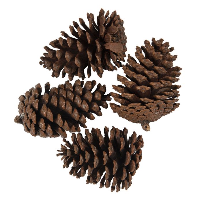 Decoration pine cones (4) ? 8x10 cm - set (4) 