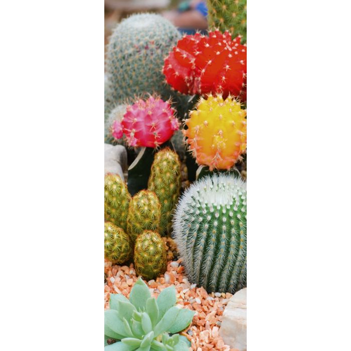 Banner Cactus 75 cm x 180 cm