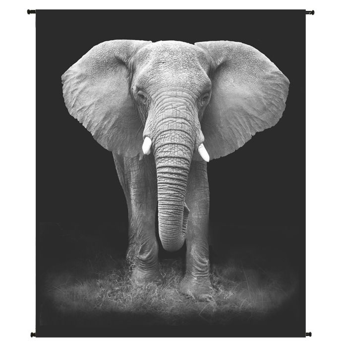 Elephant Wall Cloth Photoprint 120x140cm