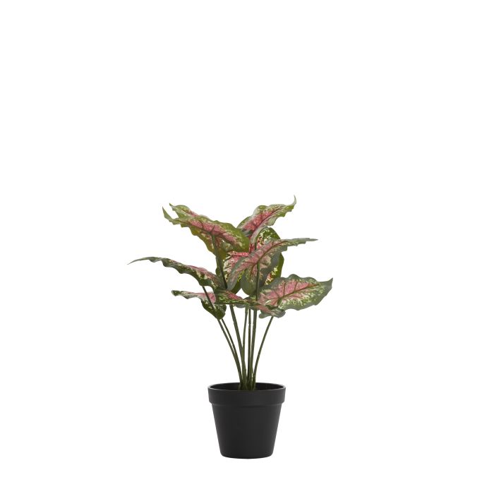 Potted ornament 40x35x40 cm CALADIUM green/red