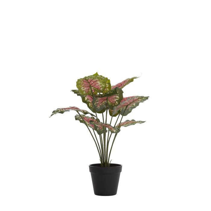 Potted ornament 45x45x45 cm CALADIUM green/red