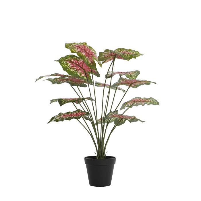 Potted ornament 55x50x55 cm CALADIUM green/red