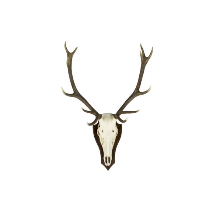 trophy skull red deer (pallet) (cervus elaphus linnaeus)