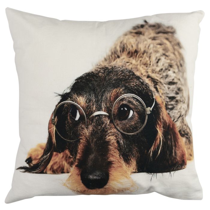 canvas cushion humour wire haired dachshund glasses 50x50cm
