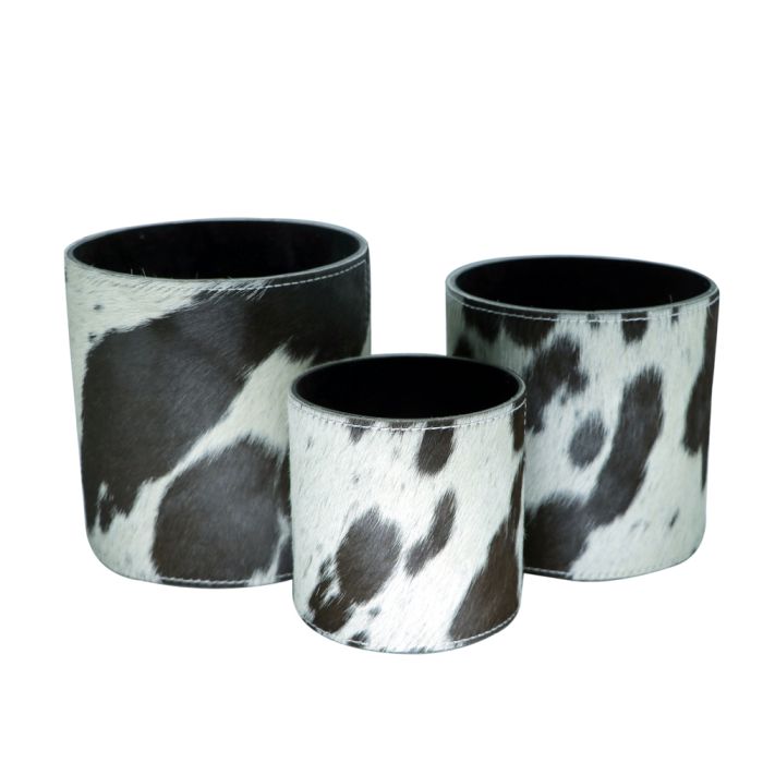 flower pot cow black/white (set of 3) (bos taurus taurus)