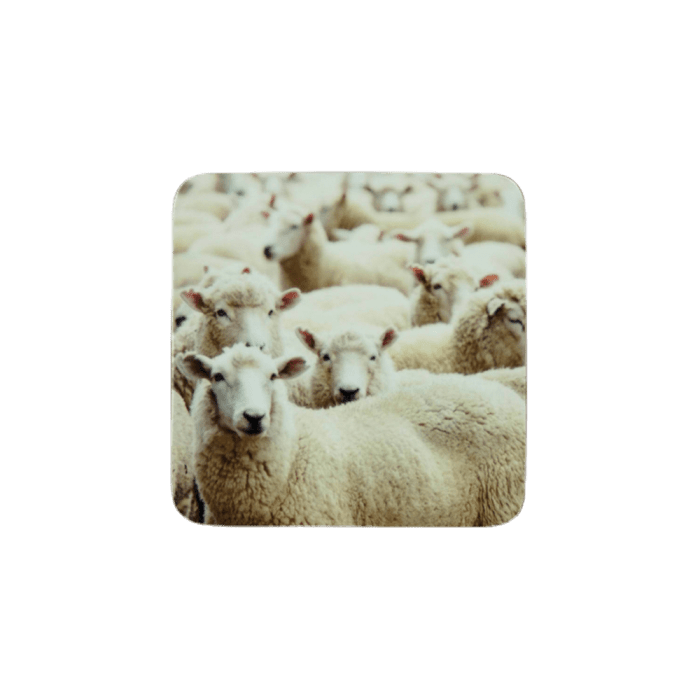 coaster sheep 10x10cm (6)